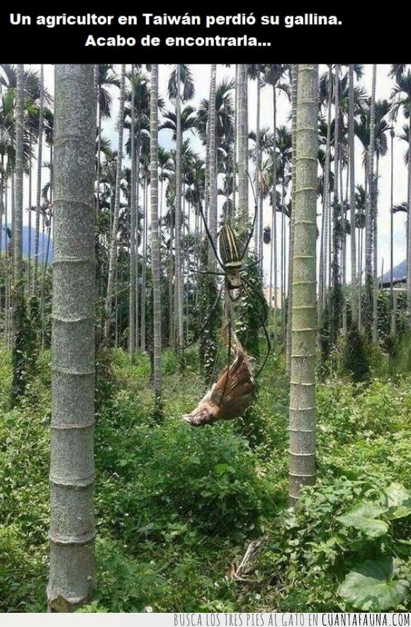 adiós,araña,comer,gallina,gigante,matar,miedo,perder